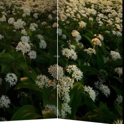 Naturmotiv Paravent Wald Bäume & Bärlauch - Sybila III