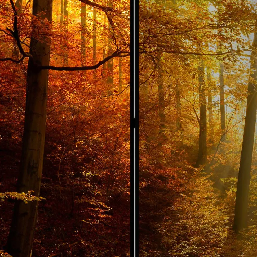 Paravent Trennwand Wald in Herbststimmung - Jemja