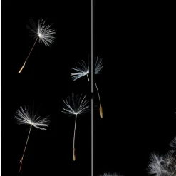 Spanischer Raumteiler mit Pusteblumen Foto - Hocumola